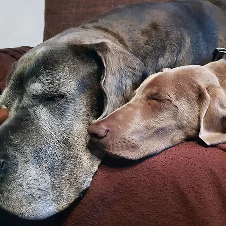 Palocliget Vendeghaz Ketbodony