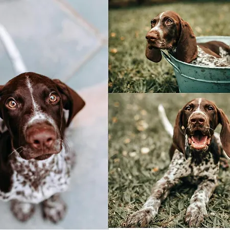 게스트하우스 Palocliget Vendeghaz *