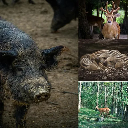 Palocliget Vendeghaz 게스트하우스 *