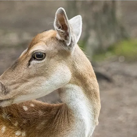 Palocliget Vendeghaz Ketbodony