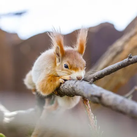 Palocliget Vendeghaz Ketbodony